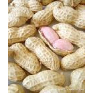 2015new Crop Fresh Peanut en Shell